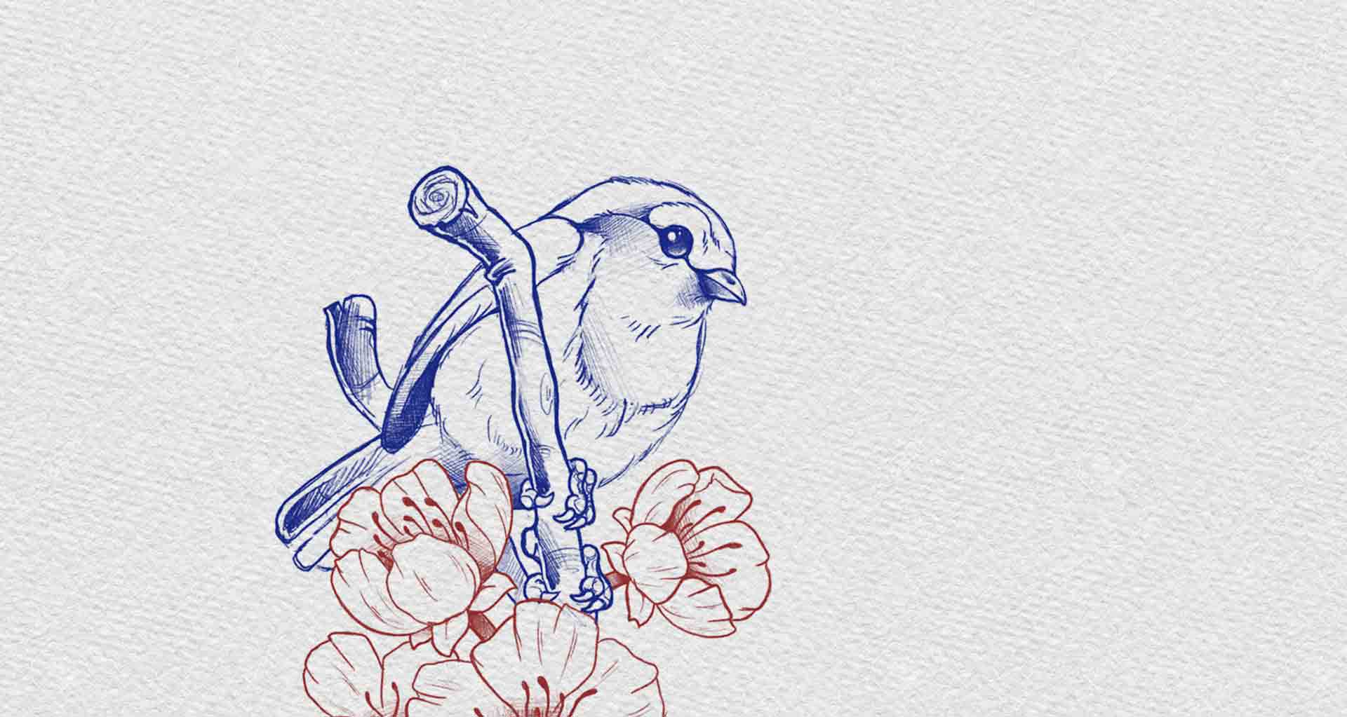 Boceto de un futuro tatuaje de un petirrojo